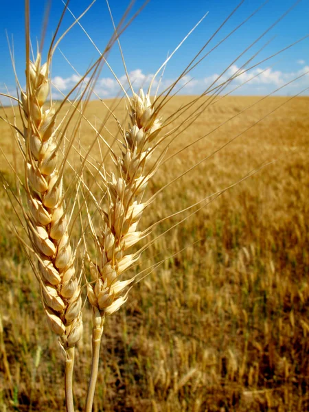 Strengthening Ties: Russia’s Wheat Supplies to Mali Amid Global Grain Dynamics