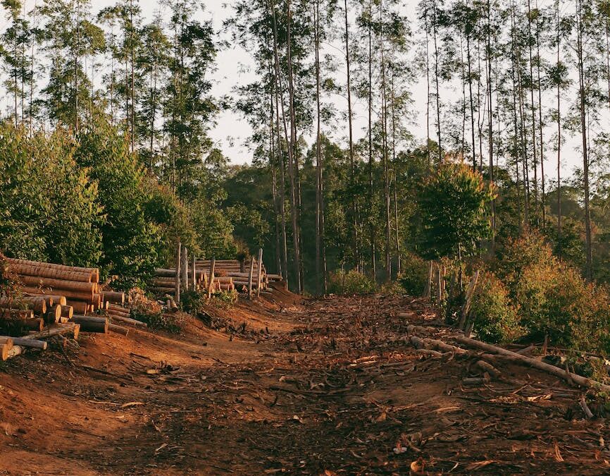  Alarming Deforestation Rates in 2022: A Call for Urgent Action to Preserve Africa’s Forests