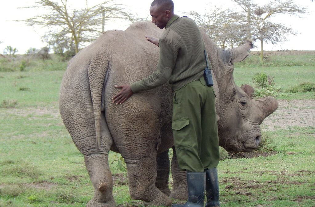 African Parks’ Rhino Relocation Sparks Debate on Western-Sponsored Conservation Efforts