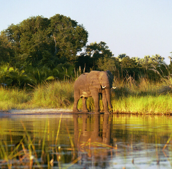 Celebrating Conservation Success: Southern African Elephant Population Surges by 5%