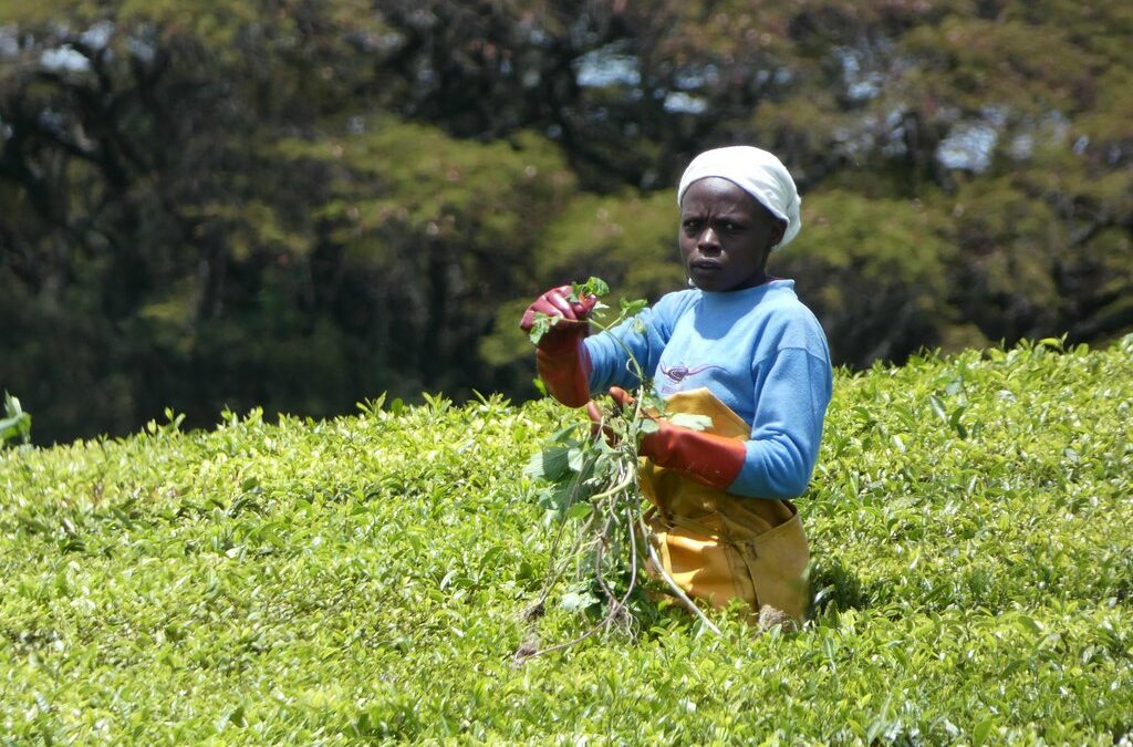 Egypt Explores Barter Arrangement for Kenyan Tea to Conserve Foreign Reserves