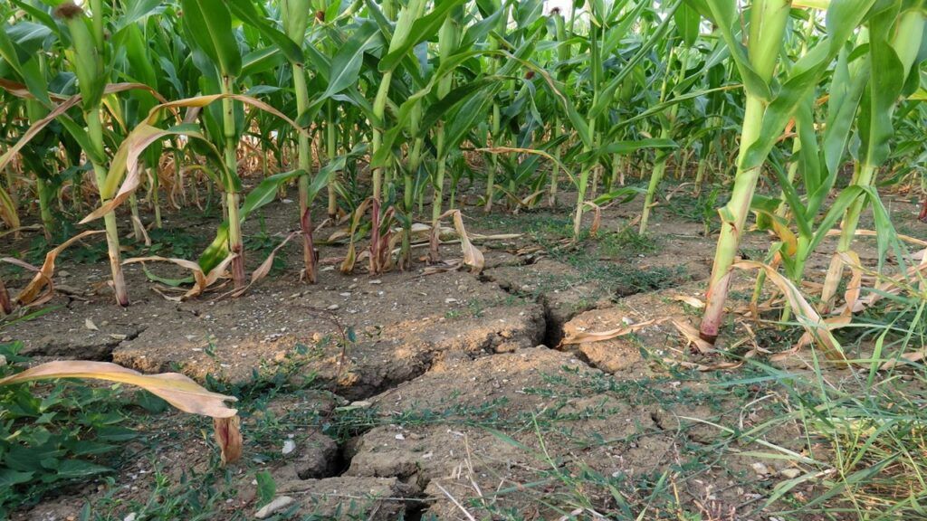 IMF to Assess Zambia’s Drought Impact, Food Crisis